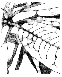 Mountain Scrawl